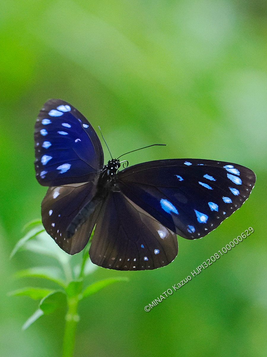 マルバネルリマダラ