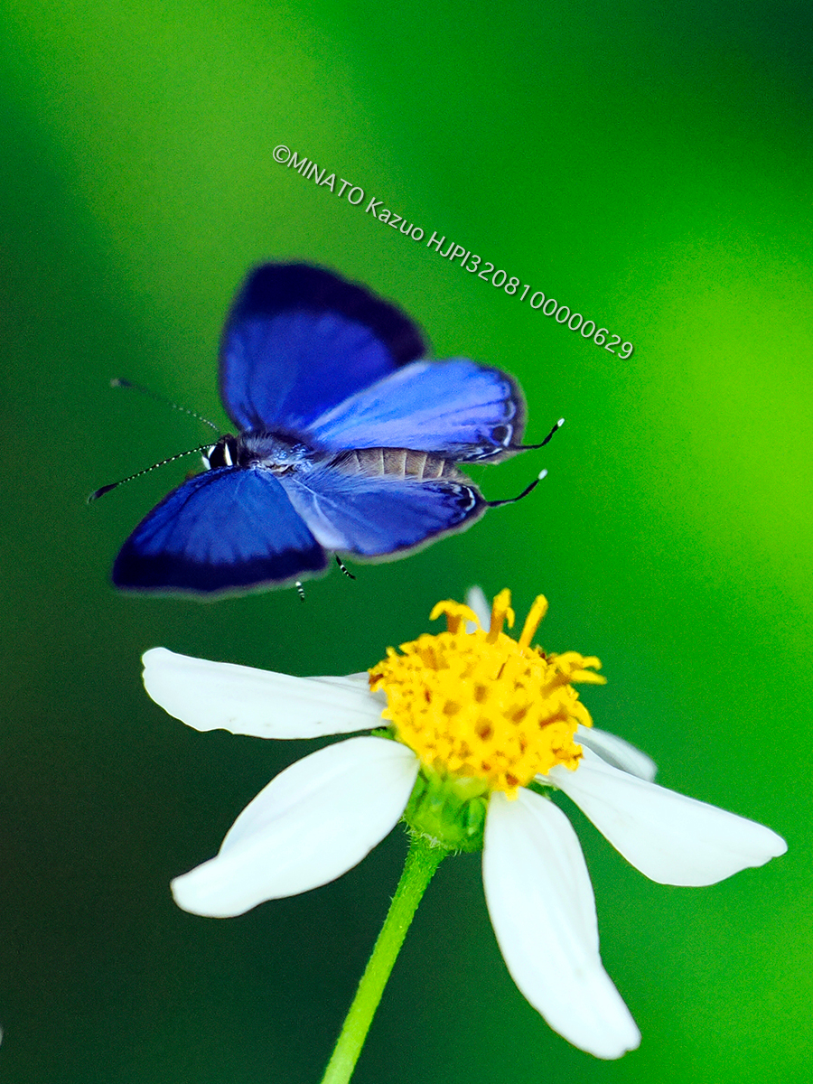 ルリウラナミシジミ 雄