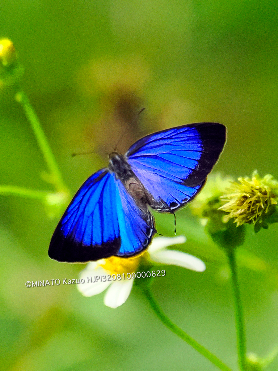 ルリウラナミシジミ雌