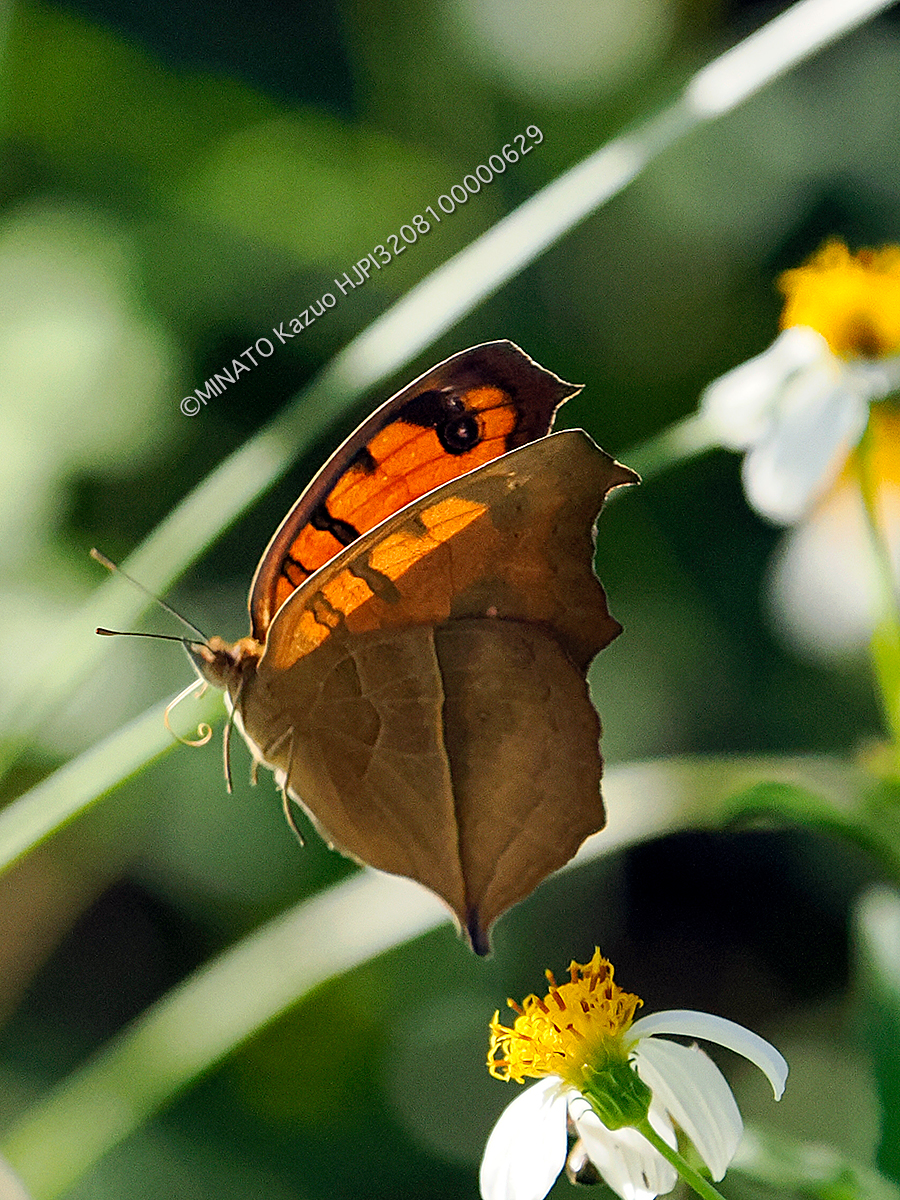タテハモドキ秋型