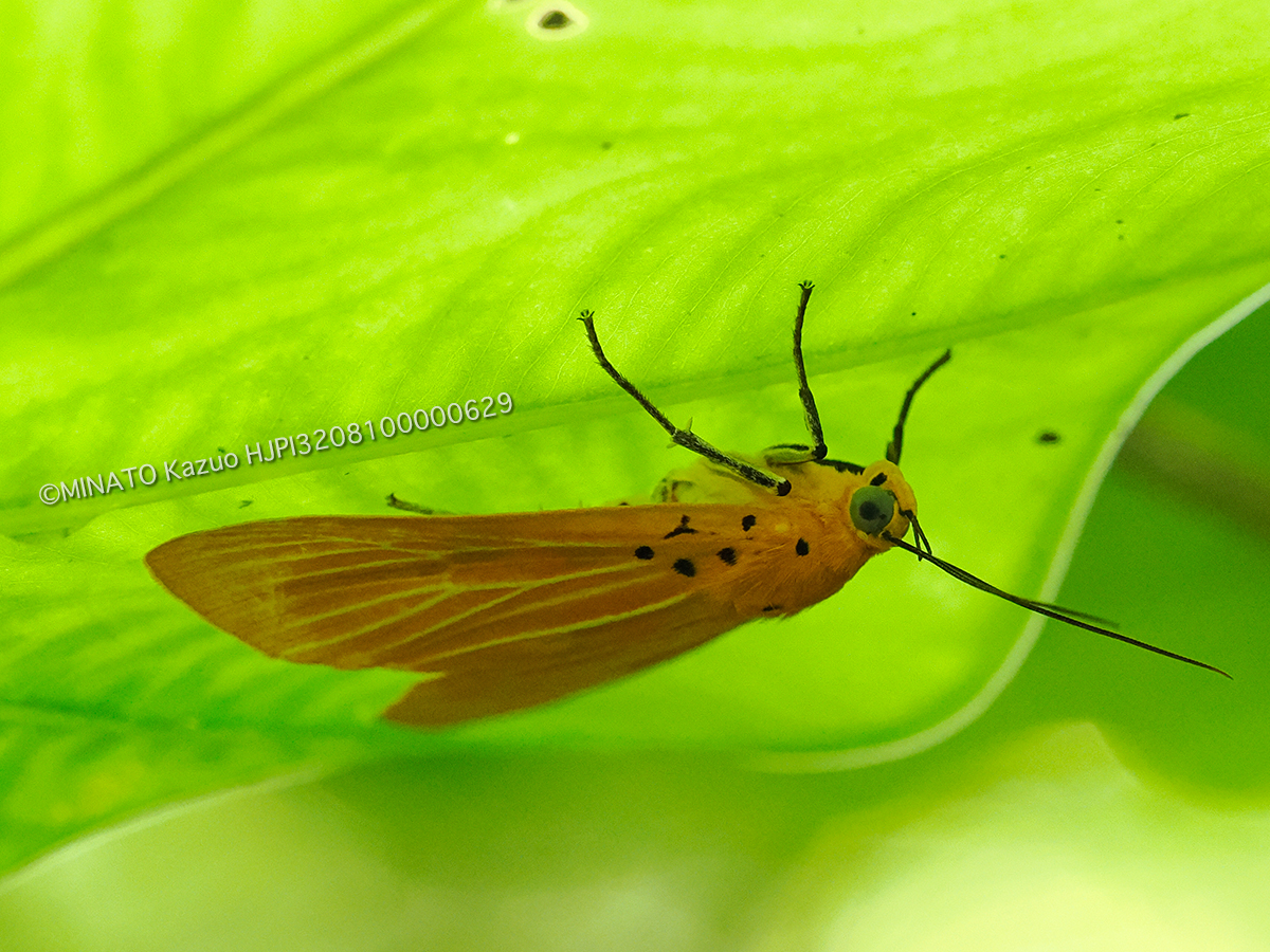 キイロヒトリモドキ