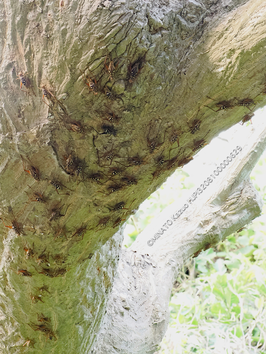 マダラマrツムシ