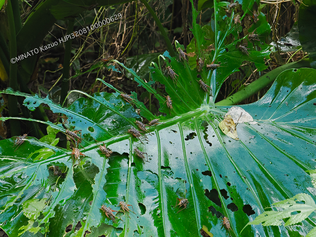 マダラマツムシ