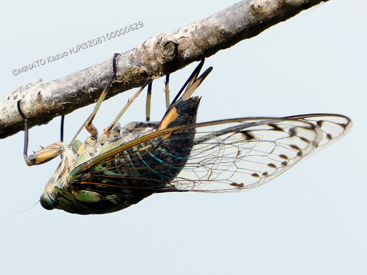 オオシマゼミ産卵