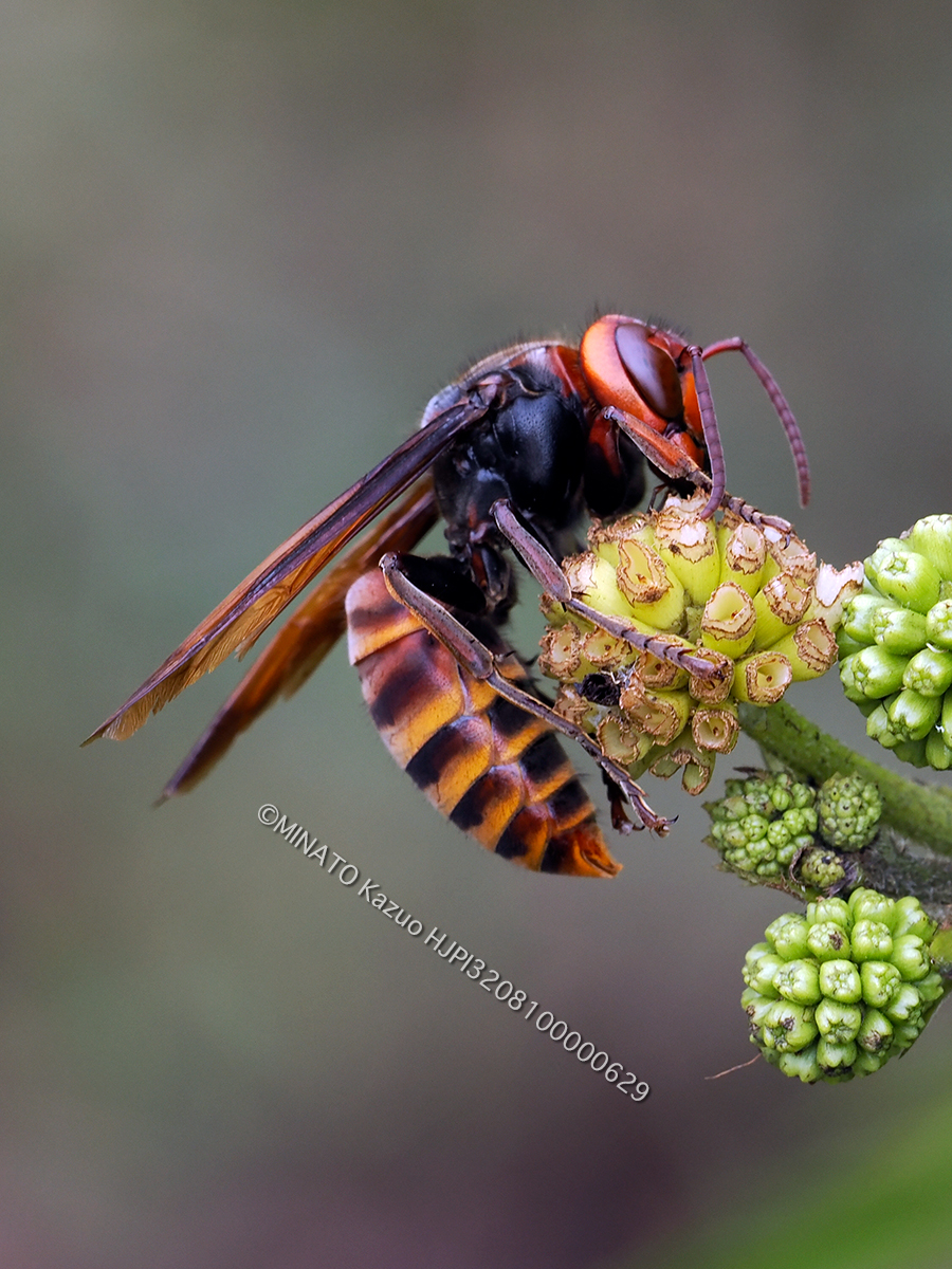 コガタスズメバチ