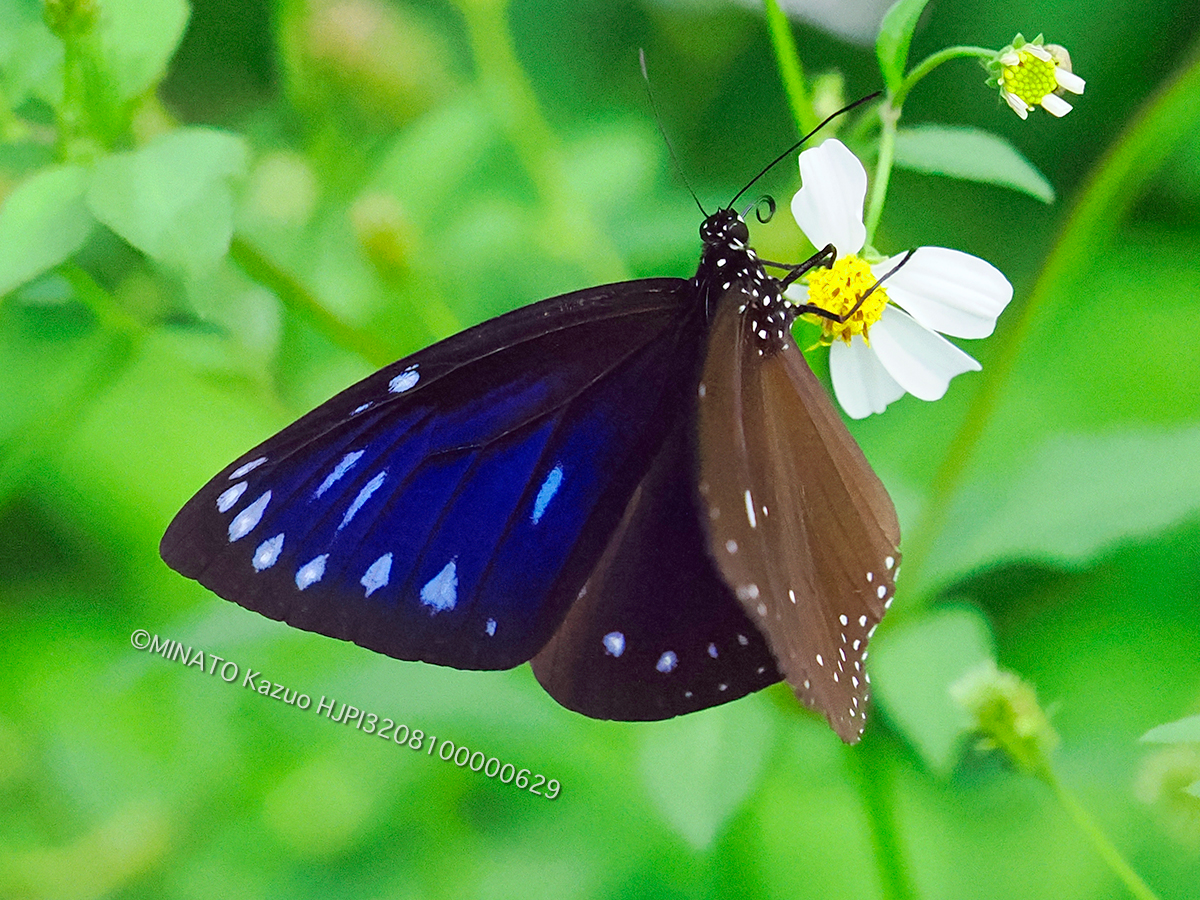 マルバネルリマダラ