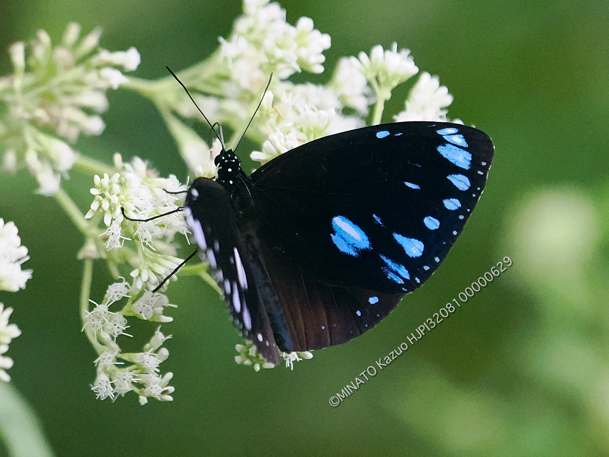 マルバネルリマダラ