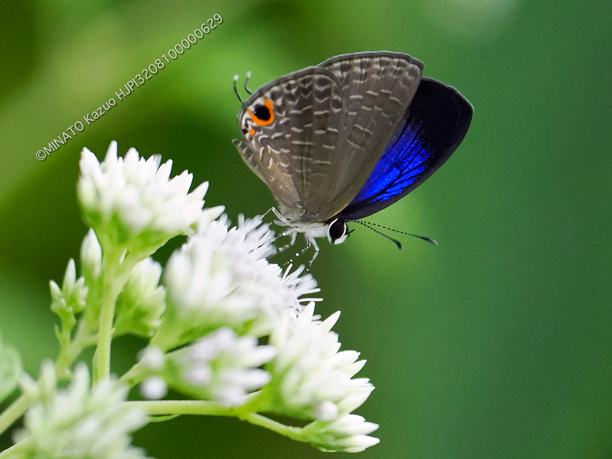 ルリウラナミシジミ