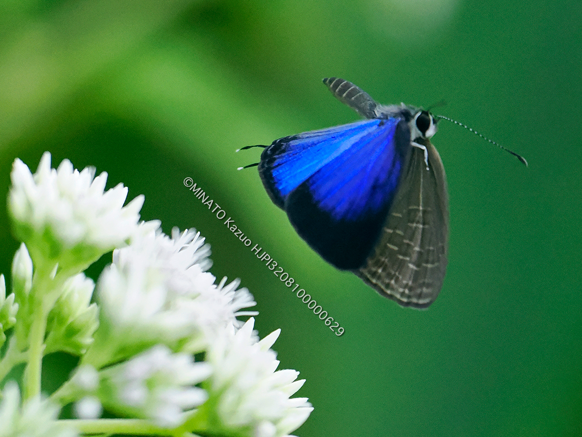 ルリウラナミシジミ