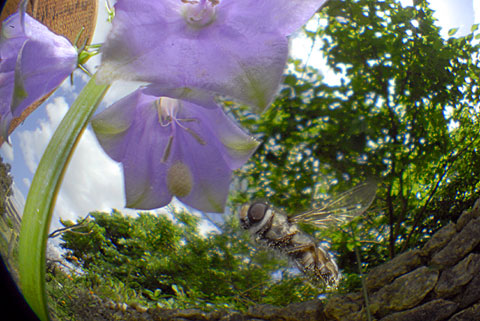 ハナアブの一種