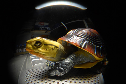 新レンズテスト