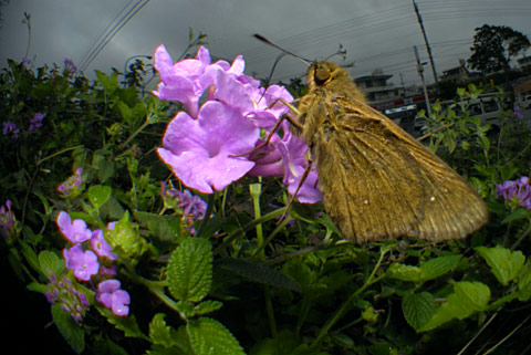 セセリチョウのなかま