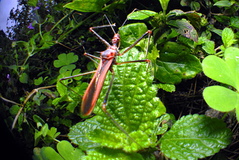 キベリヒゲナガサシガメ