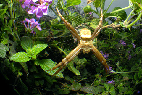 ナガマルコガネグモ？幼体