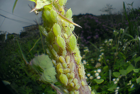 ニセダイコンアブラムシ？