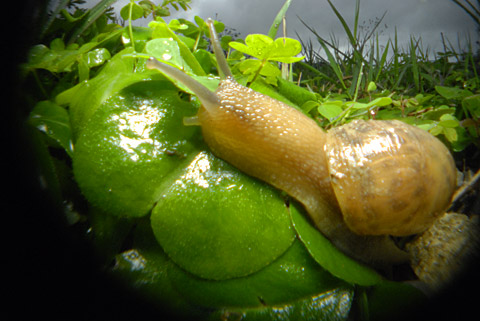 ウスカワマイマイ