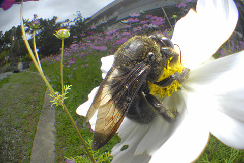 オキナワクマバチ