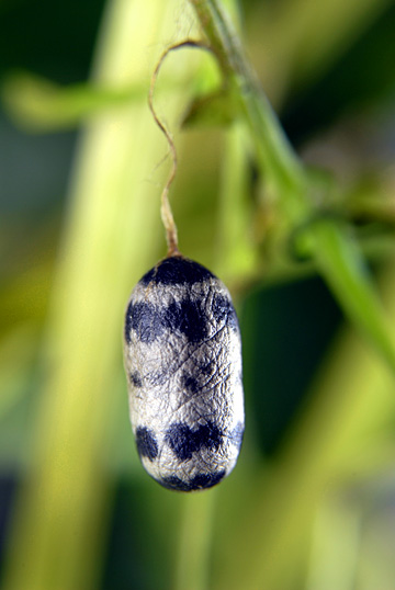 アメバチの一種の繭