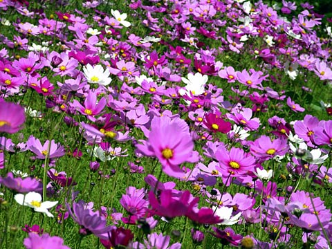 コスモス