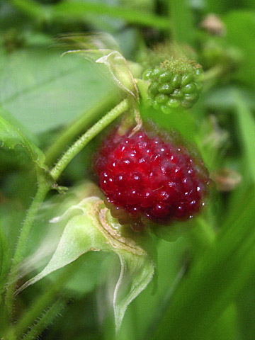 リュウキュウバライチゴ