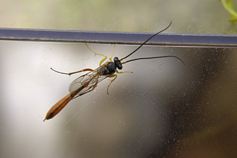 アメバチの一種