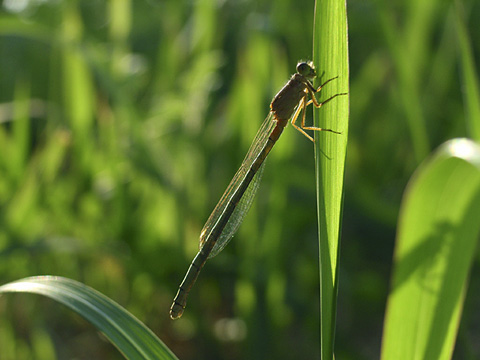 アオモンイトトンボ未成熟雌？