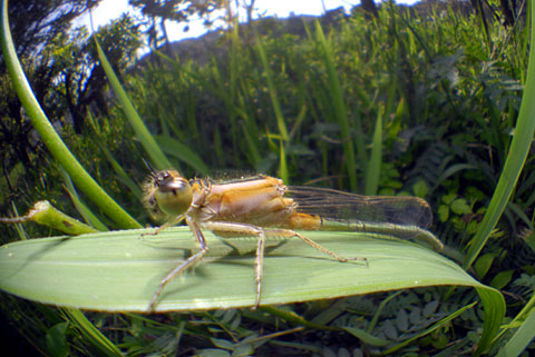 アオモンイトトンボ未成熟雌？