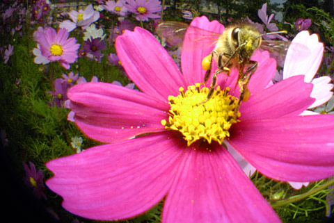 セイヨウミツバチ