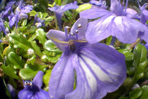 トガリシロスジグモ幼体？