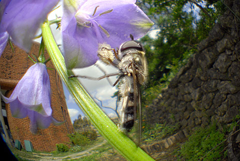 ハナアブの一種