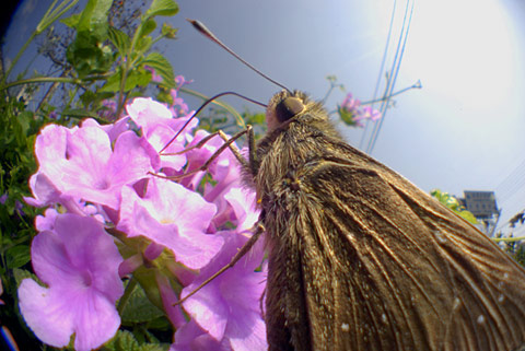 ユウレイセセリ