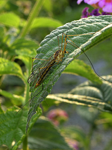 ガガンボモドキの一種