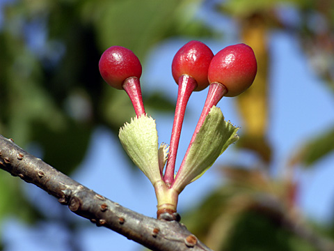 カンヒザクラ実
