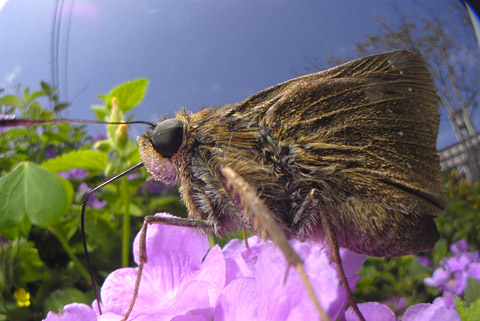 ユウレイセセリ
