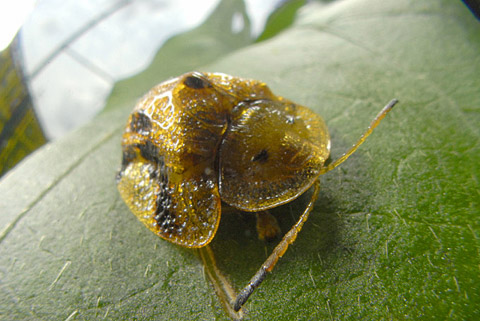 ヨツモンカメノコカハムシ