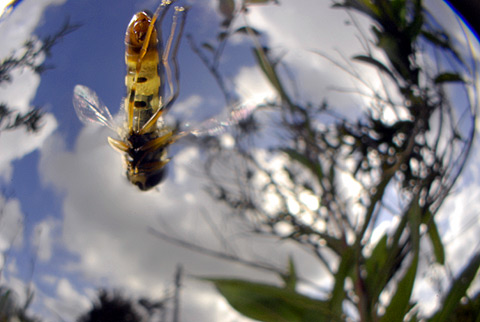 ヒラタアブの一種