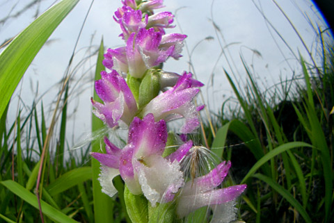 ナンゴクネジバナ