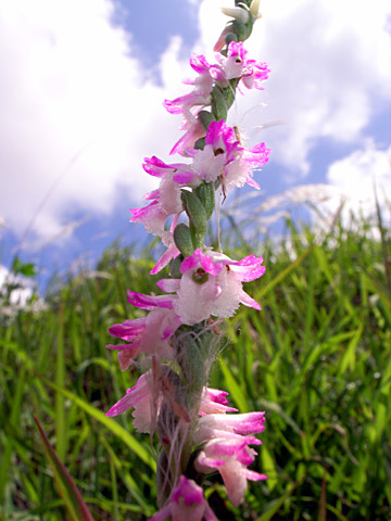 ナンゴクネジバナ