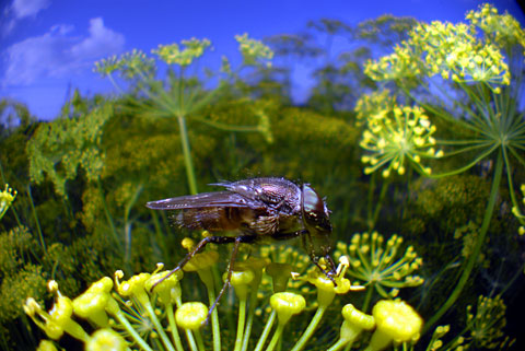 ツマグロキンバエ