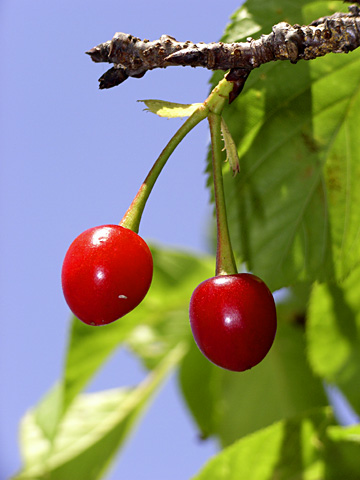 カンヒザクラ実