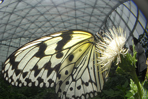 ぐんま昆虫の森・生態温室 ぐんま昆虫の森・生態温室