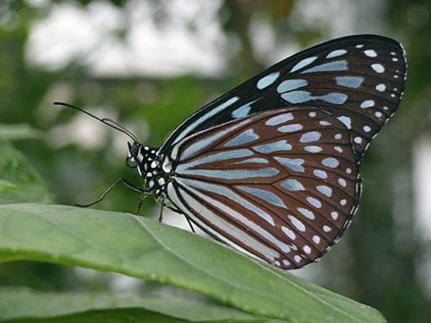 リュウキュウアサギマダラ リュウキュウアサギマダラ