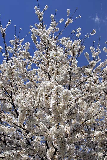 ソメイヨシノ ソメイヨシノ