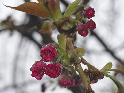ヤエザクラ蕾 ヤエザクラ蕾