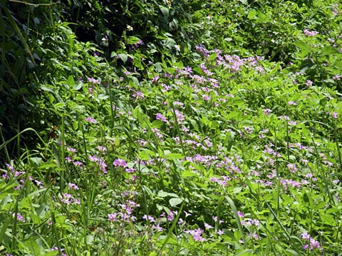 ムラサキカタバミ ムラサキカタバミ