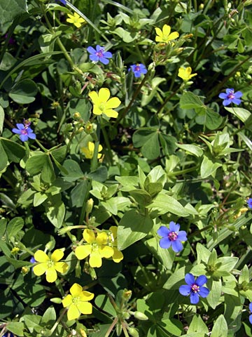 カタバミとルリハコベ カタバミとルリハコベ