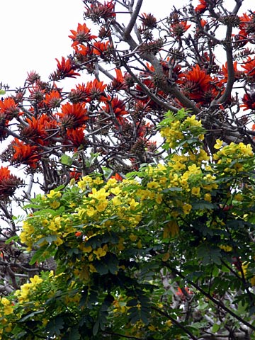 デイゴとキバナセンナ デイゴとキバナセンナ