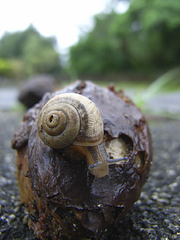 ウスカワマイマイ ウスカワマイマイ