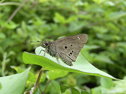 クロボシセセリ クロボシセセリ
