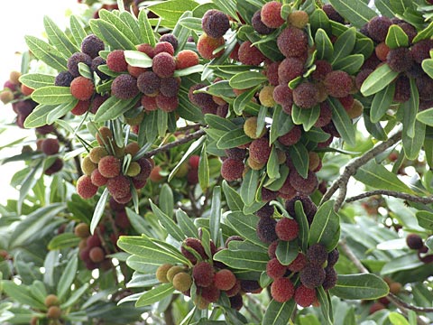 ヤマモモ ヤマモモ